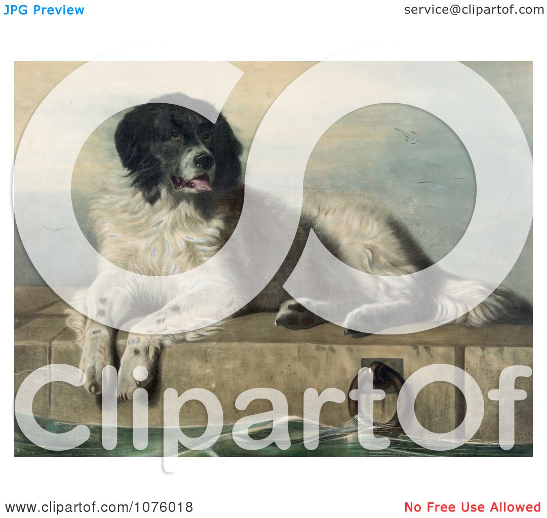 newfoundland dog clip art free - photo #35