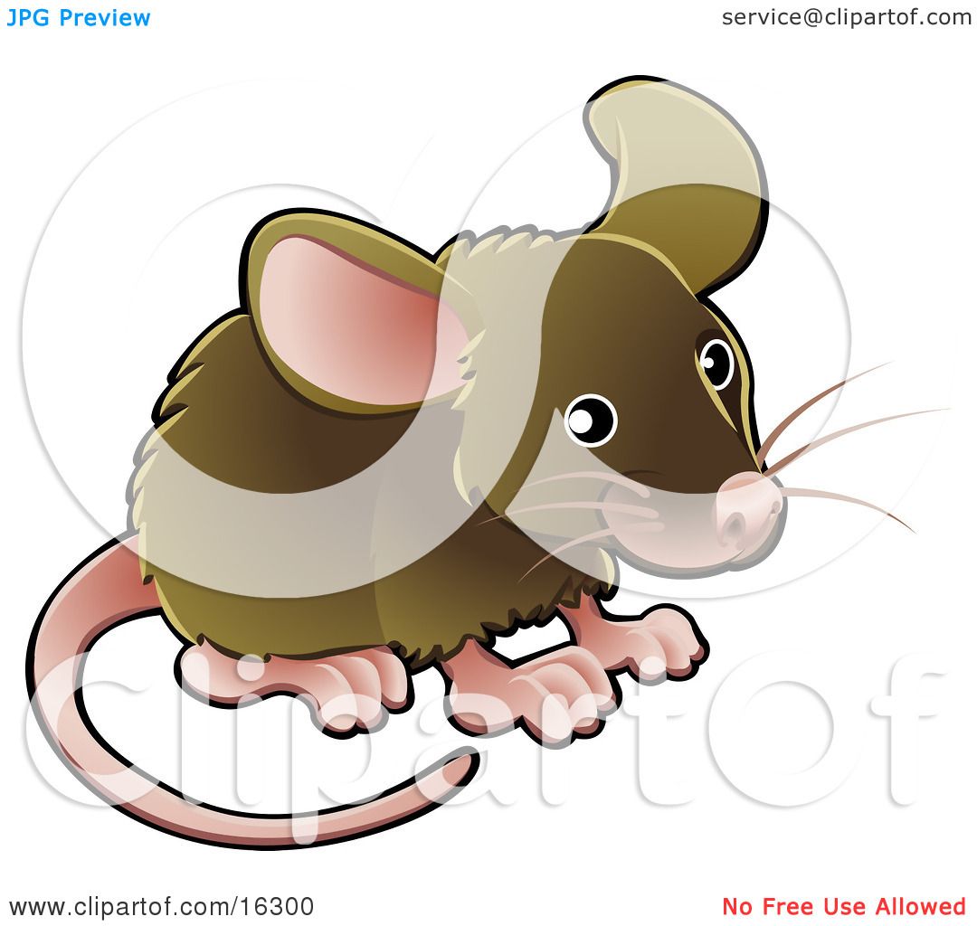 Little Brown Pet Mouse With A Pink Nose, Ears, Feet And ...