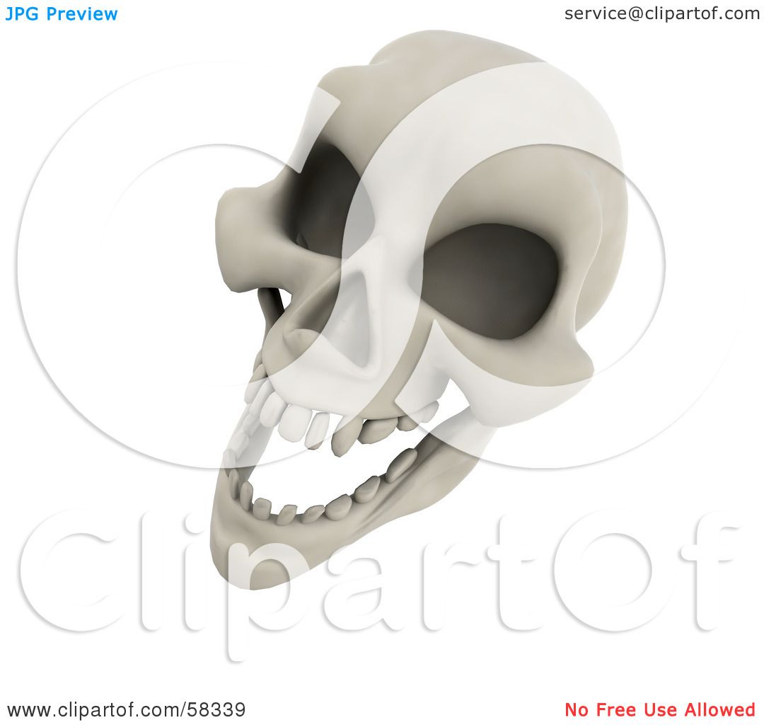 human skeleton head