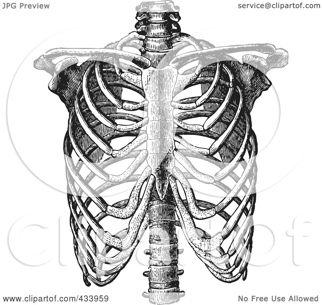 human ribs clipart - photo #50
