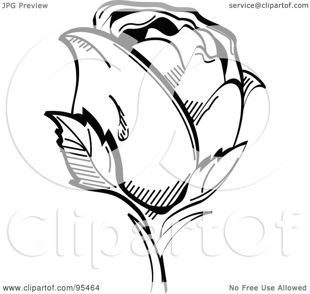 Black And White Rose With Stem