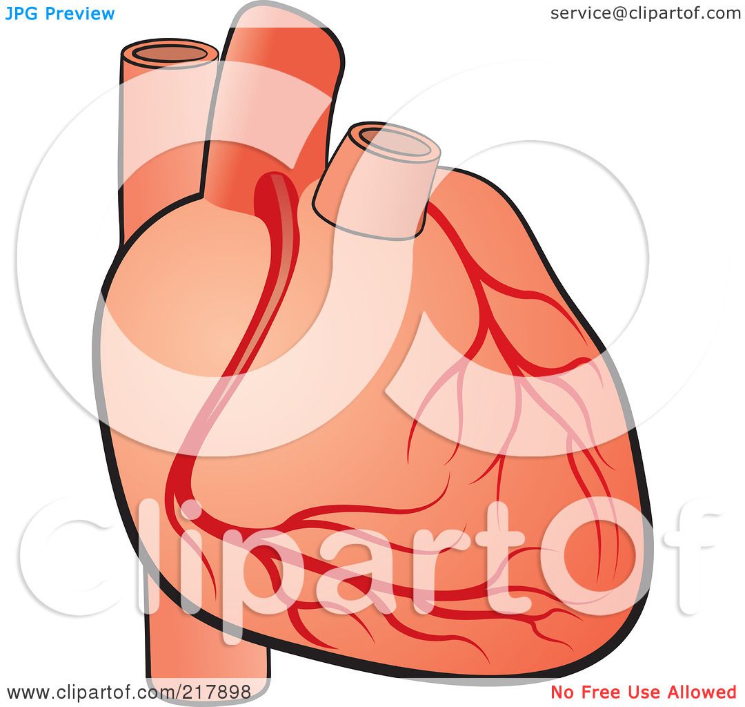free clip art human heart - photo #50