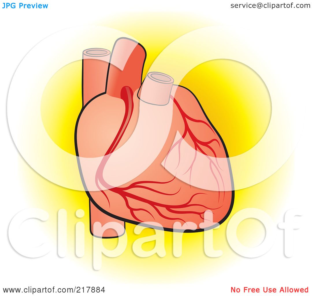 clipart of a human heart - photo #37