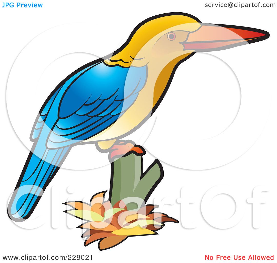 kingfisher clipart - photo #42