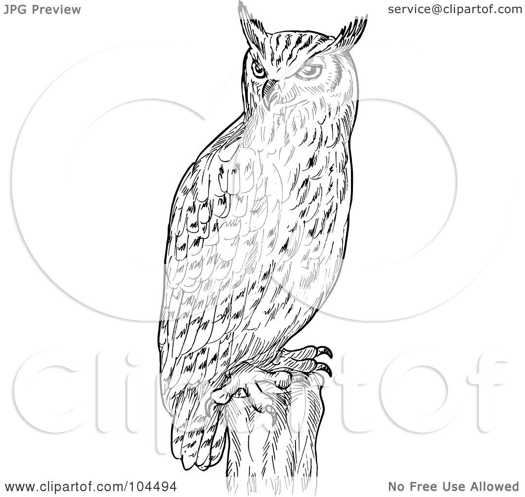 eagle owl clip art - photo #26