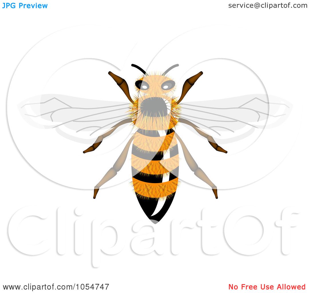 royalty free bee clipart - photo #50