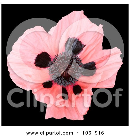Stock Photography Free on Photo Of Pink Oriental Poppy   Royalty Free Flower Stock Photography