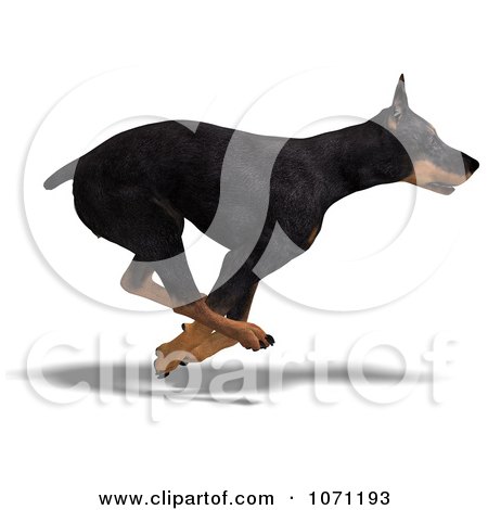 1071193-Clipart-3d-Black-Doberman-Pinscher-Dog-Running-2-Royalty-Free-CGI-Illustration.jpg