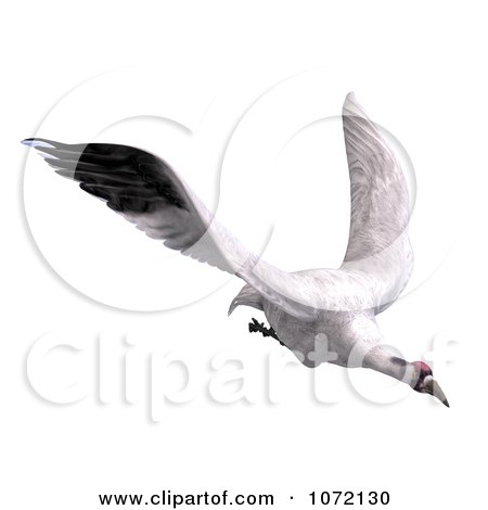 Crane Bird Clipart