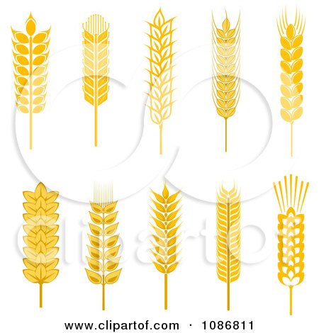 Wheat Vector Free on Whole Grains   Royalty Free Vector Illustration By Seamartini Graphics