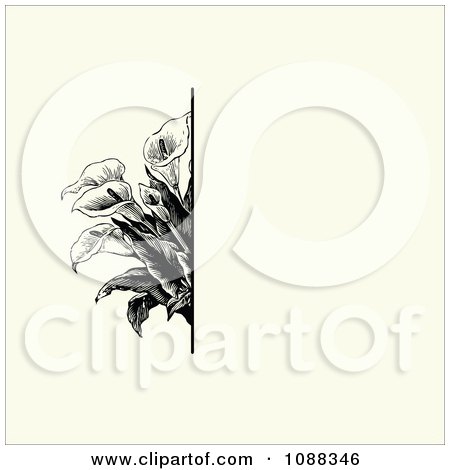 Clipart Vintage Black Calla Lily Flower And Beige Invitation Background 