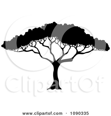 Acacia Silhouette
