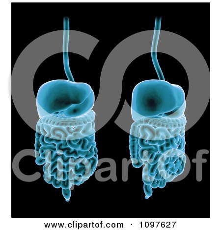 Clipart 3d Blue Digestive Systems - Royalty Free CGI Illustration by ...