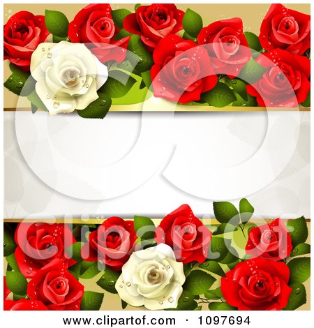 Valentines Day Or Wedding Background With Red And White Dewy Roses And 