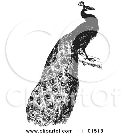 Retro Black And White Peacock Posters Art Prints Art Print Description