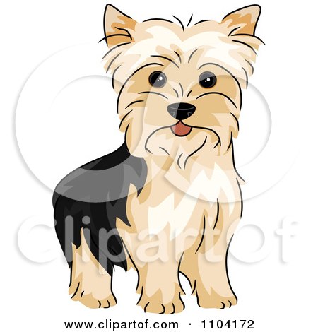 Puppy Coloring Sheets on Clipart Happy Alert Yorkshire Terrier Yorkie Dog   Royalty Free Vector