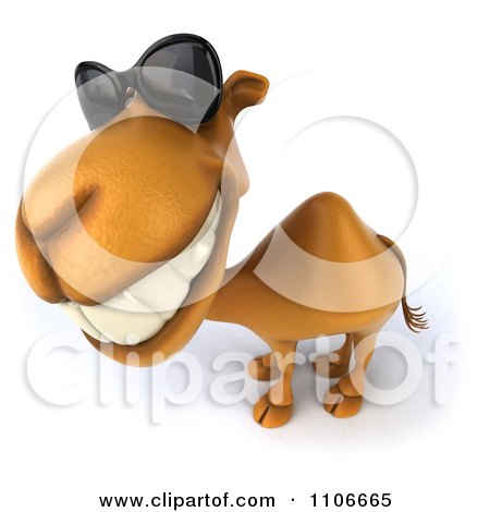 camel in sunglasses