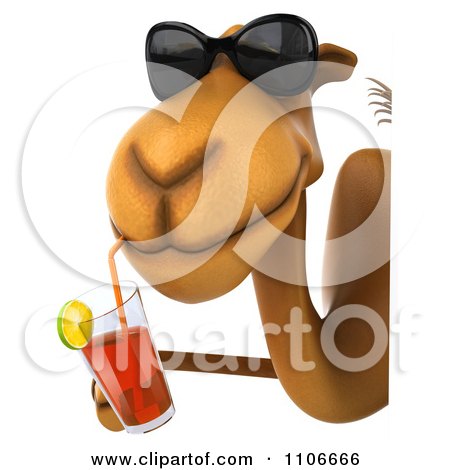 camel in sunglasses