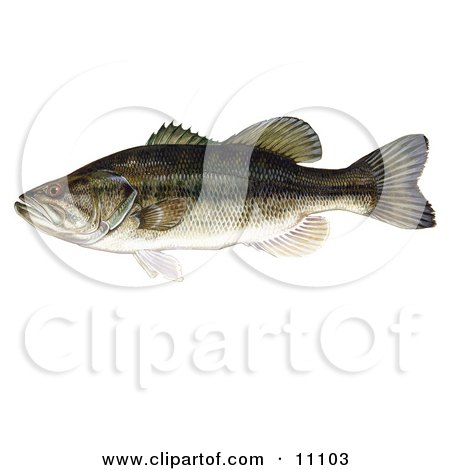largemouth bass jumping. of a Largemouth Bass Fish