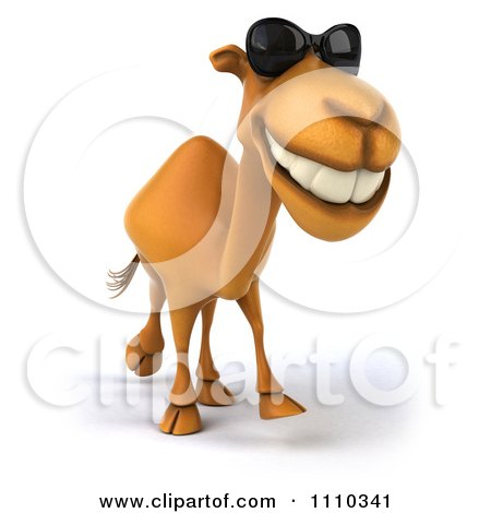 Camel With Shades