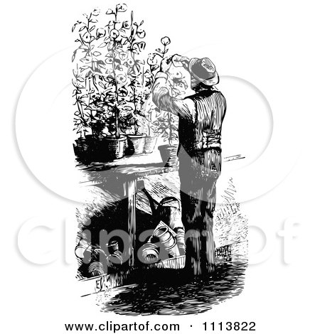Black  White Posters on Black And White Male Gardner Pruning Plants Posters  Art Prints