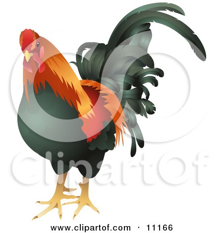 http://images.clipartof.com/small/11166-Black-Red-And-Orange-Cock-Chicken-Rooster-Bird-Clipart-Illustration.jpg