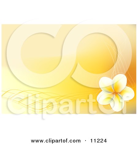  yellow frangipani plumeria flower with designs on a yellow background.