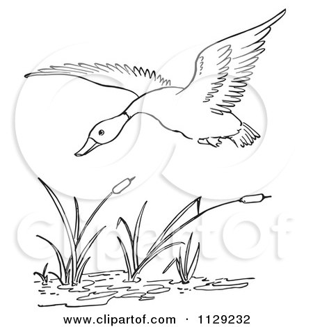 Duck Coloring Pages on Duck Flying Over Cattails In A Pond   Black And White Vector Coloring
