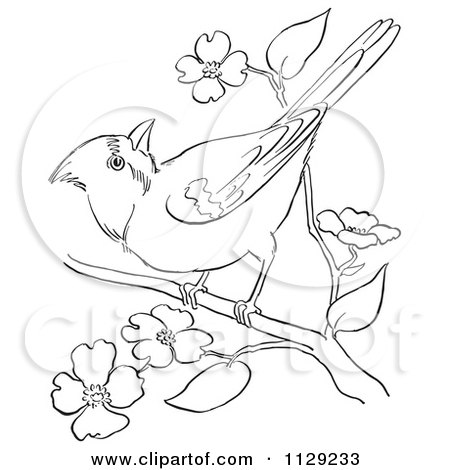 Cardinal Bird Drawings on Cartoon Clipart Of An Outlined Cardinal Bird On A Blossom Branch