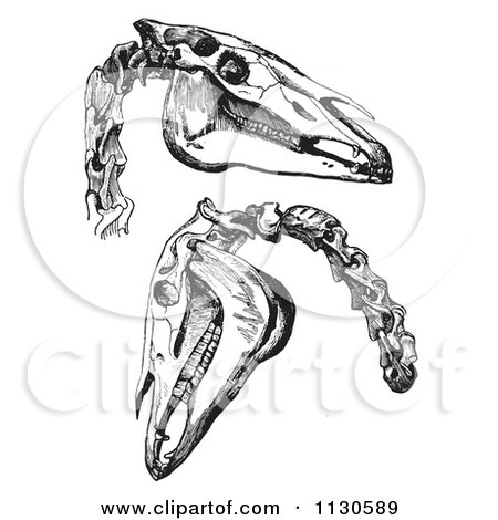 Clipart Of A Retro Vintage Engravings Of Horse Skull And Neck Bones In