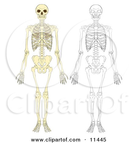 skeletons images