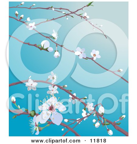 cherry blossom clip art