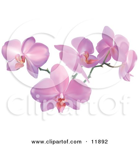 Stem of Pink Orchid Flowers Clipart Illustration by Geo Images