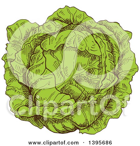 Clipart of a Sketched Cabbage - Royalty Free Vector Illustration by