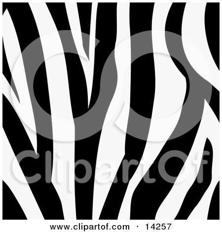 Zebra Animal Print Background With a Black and White Stripes Pattern Posters