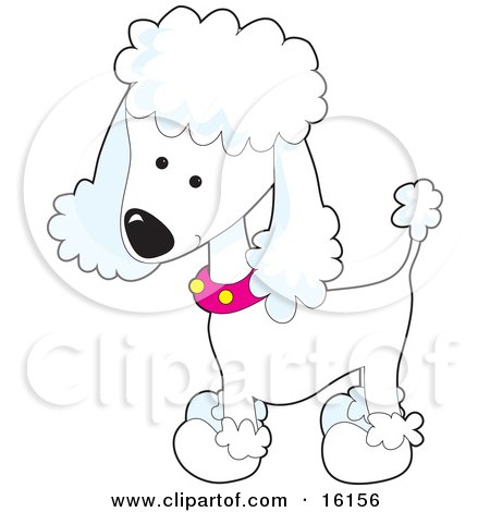 Small  Collars on Clipartof Comcute White Poodle Puppy Dog