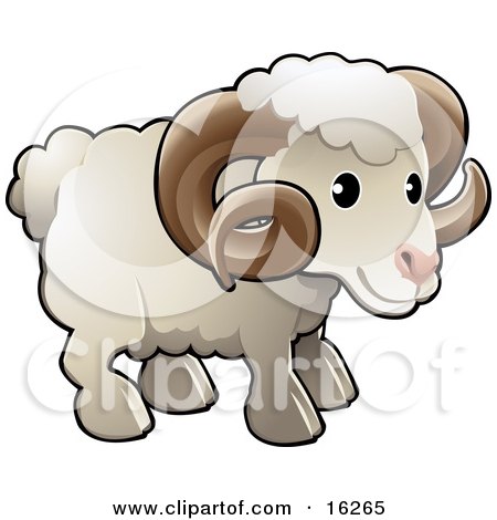 adorable white male sheep  a