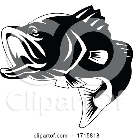 Barramundi Or Largemouth Bass Fish Jumping Black And White Retro By