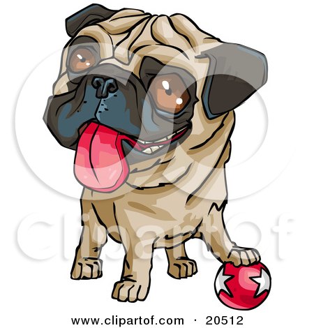 Clipart Illustration of a Cute Brown Eyed Pug Dog Hanging His Tongue Out And 