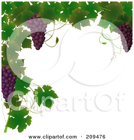 grape wallpaper border. Border Of Grape Vines And