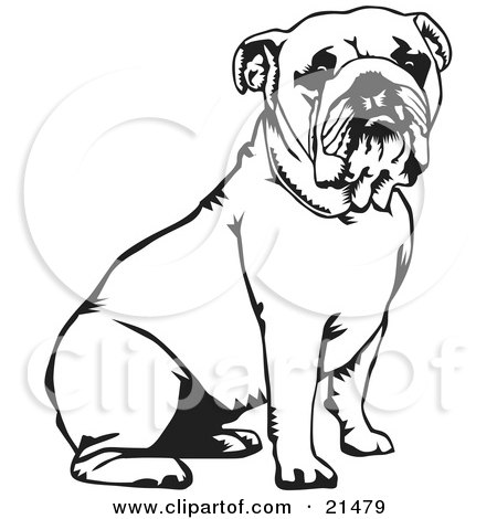 Bulldog Coloring Sheets on Clipart Illustration Of A Cute And Obedient Bulldog Seated  Over A