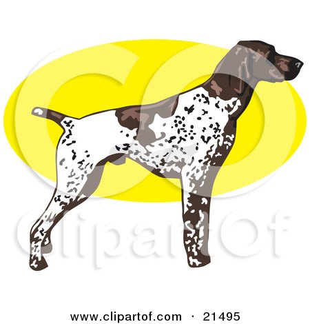 brown pointer dog