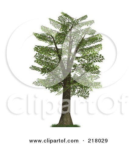 oak tree clipart. a 3d Mature Oak Tree With