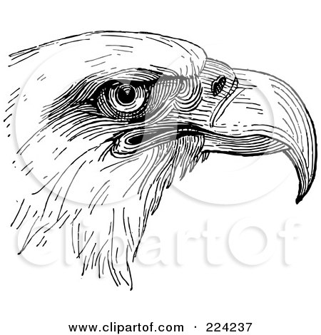 Royalty-free clipart picture of a black and white eagle head sketch, 