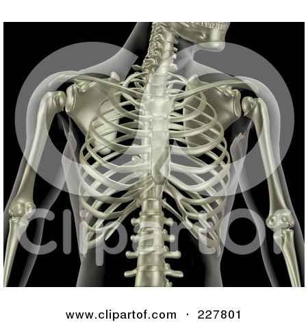 RoyaltyFree RF Clipart Illustration of a 3d Male Rib Cage Skeleton by