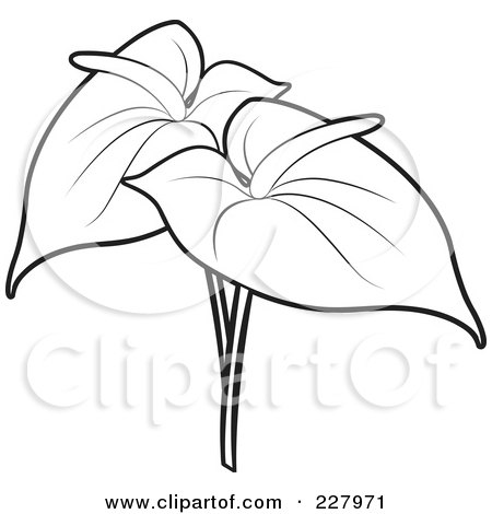 Flower Coloring Sheets on Coloring Page Outline Of Two Anthurium Flowers By Lal Perera  227971