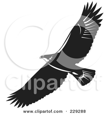 black and white eagle pictures. Black And White Eagle Flying Poster, Art Print