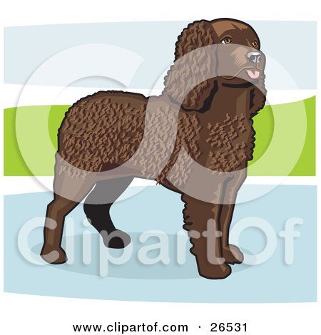 Royalty-free canine clipart picture of an alert, brown, curly haired 