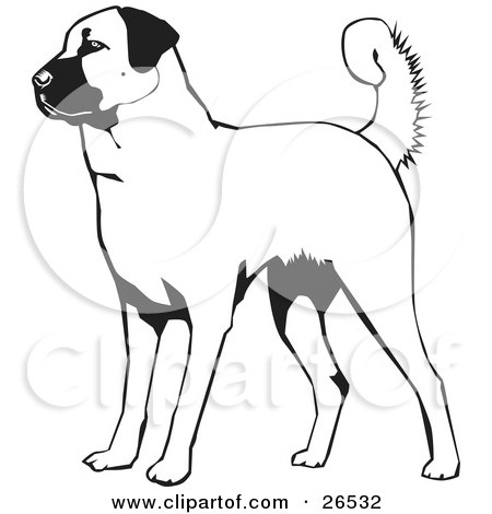 Black History Coloring Pages on Of An Alert Anatolian Shepherd Dog  Black And White By David Rey