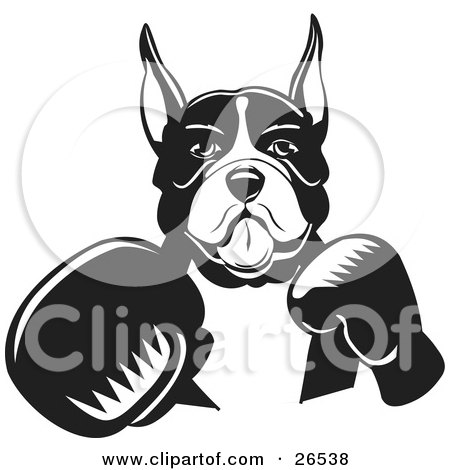  dog with cropped ears, fighting with boxing gloves, black and white.